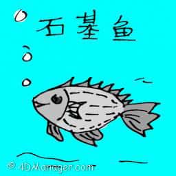 石基鱼 stone fish