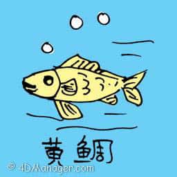 黄鲷 yellow fish