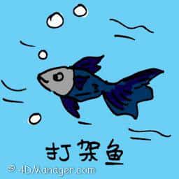 旗? fighting fish