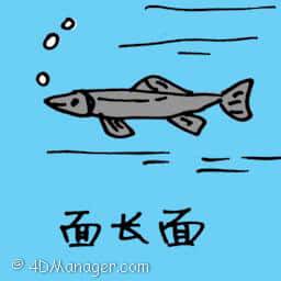 面长鱼 long grey fish