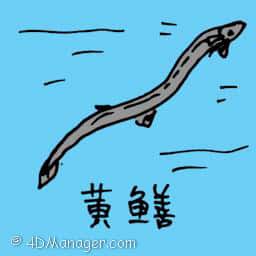 黄鳝 yellow eel