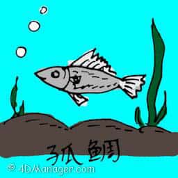 孤鲷 porgy fish