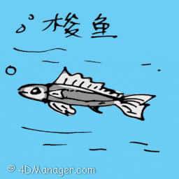 金凤鱼 barracuda fish