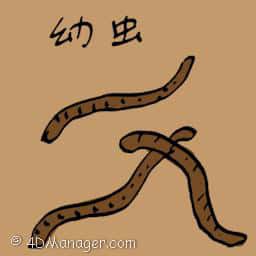 北梭鱼 larvae