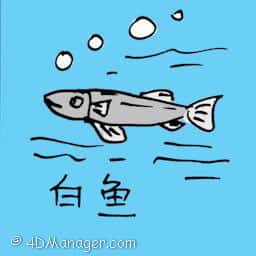 白鱼 white fish