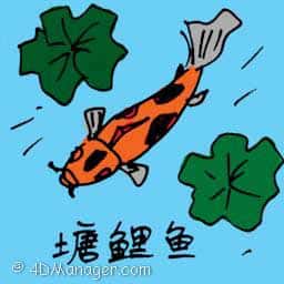 塘鲤鱼 japenese koi