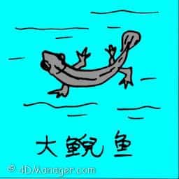 大鲵鱼 stream salamander