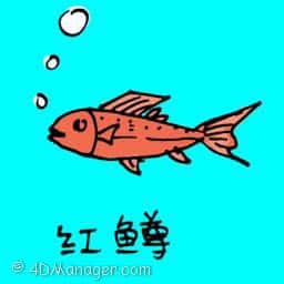 虹鳟 red snapper
