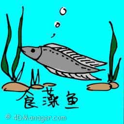 食藻鱼 algae eaters