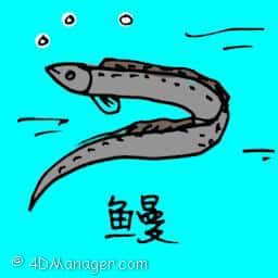 叔鳗 fresh water eel