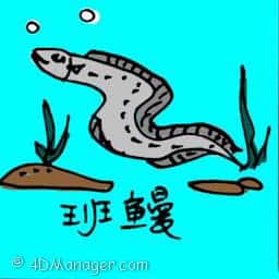 班鳗 moray eel
