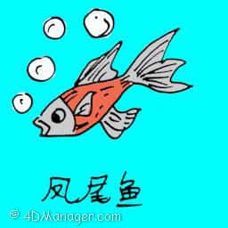 凰尾鱼 phoenix tail fish