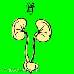 鼠衔 kidney