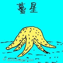 蔓星 starfish