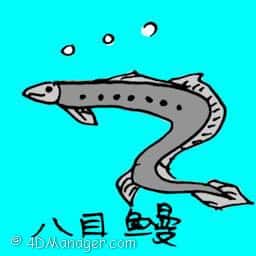 八目鳗 lamprey