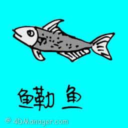 勒鱼 shad fish