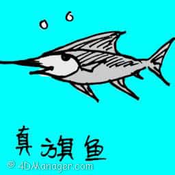 真旗鱼 sail fish