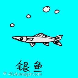 银鱼 silver fish