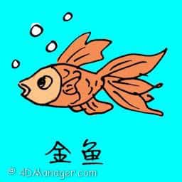 金鱼 goldfish