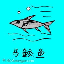 马鲛鱼 spanish mackerel