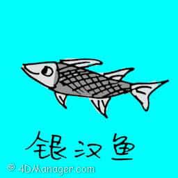 银汉鱼 silversides fish