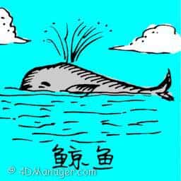 鲸鱼 whale