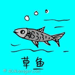 草鱼 grass carp
