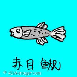 赤目鱼规 redfin fish