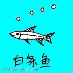 白条鱼 banded jawfish