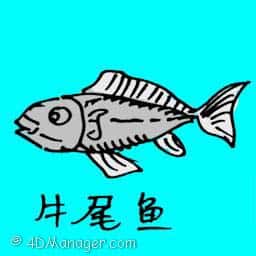 牛尾鱼 oxtail fish