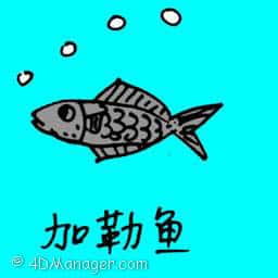 加勒鱼 caribbean fish