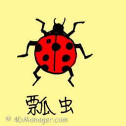 瓢虫 ladybird