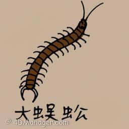 大蜈蚣 big centipede
