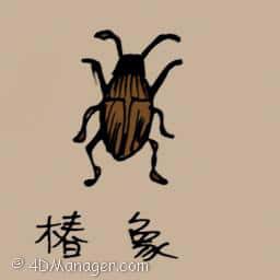 椿象 stink bugs