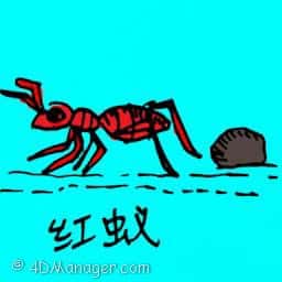 红蚁 red ants