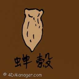 蝉壳 cicada chrysalis