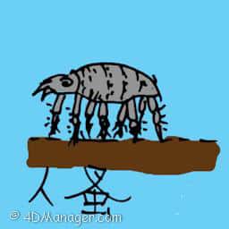 人蚤 body louse