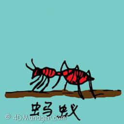 蚂蚁 red ant