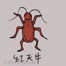 红天牛 red milkweed beetle