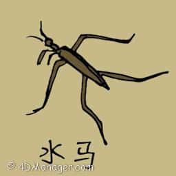 水马 water beetle