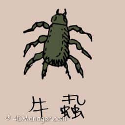 牛虱 cow flea
