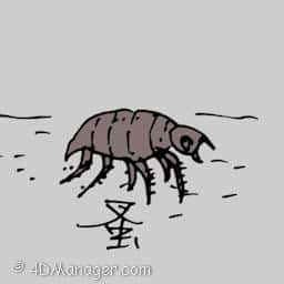 蚤 common flea