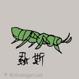 螽斯 grasshopper
