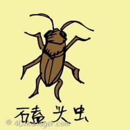 磕头虫 snap bug