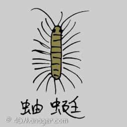 蚰蜓 house centipede