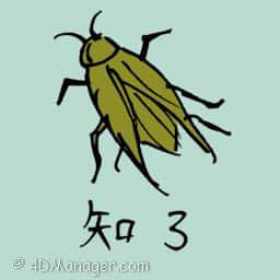 知了 common cicada