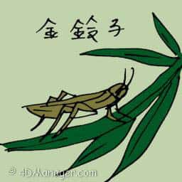 金玲子 golden cricket
