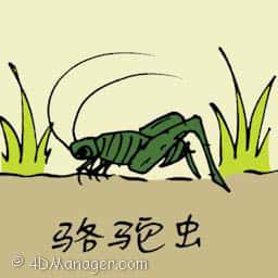 骆驼虫 snakefly