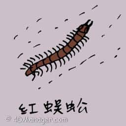 红蜈蚣 red centipede