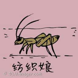 纺织娘 bush criket